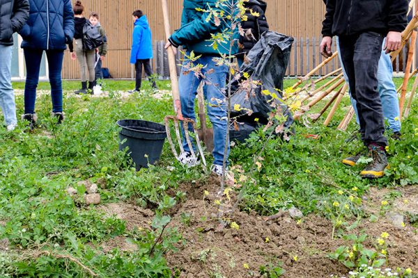 Plantation du chêne | Sipalby